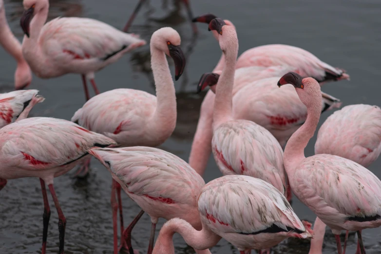 a flock of flamingos on a pond with one duck standing still