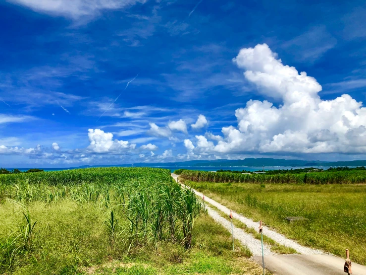 an open field of tall grass and trees