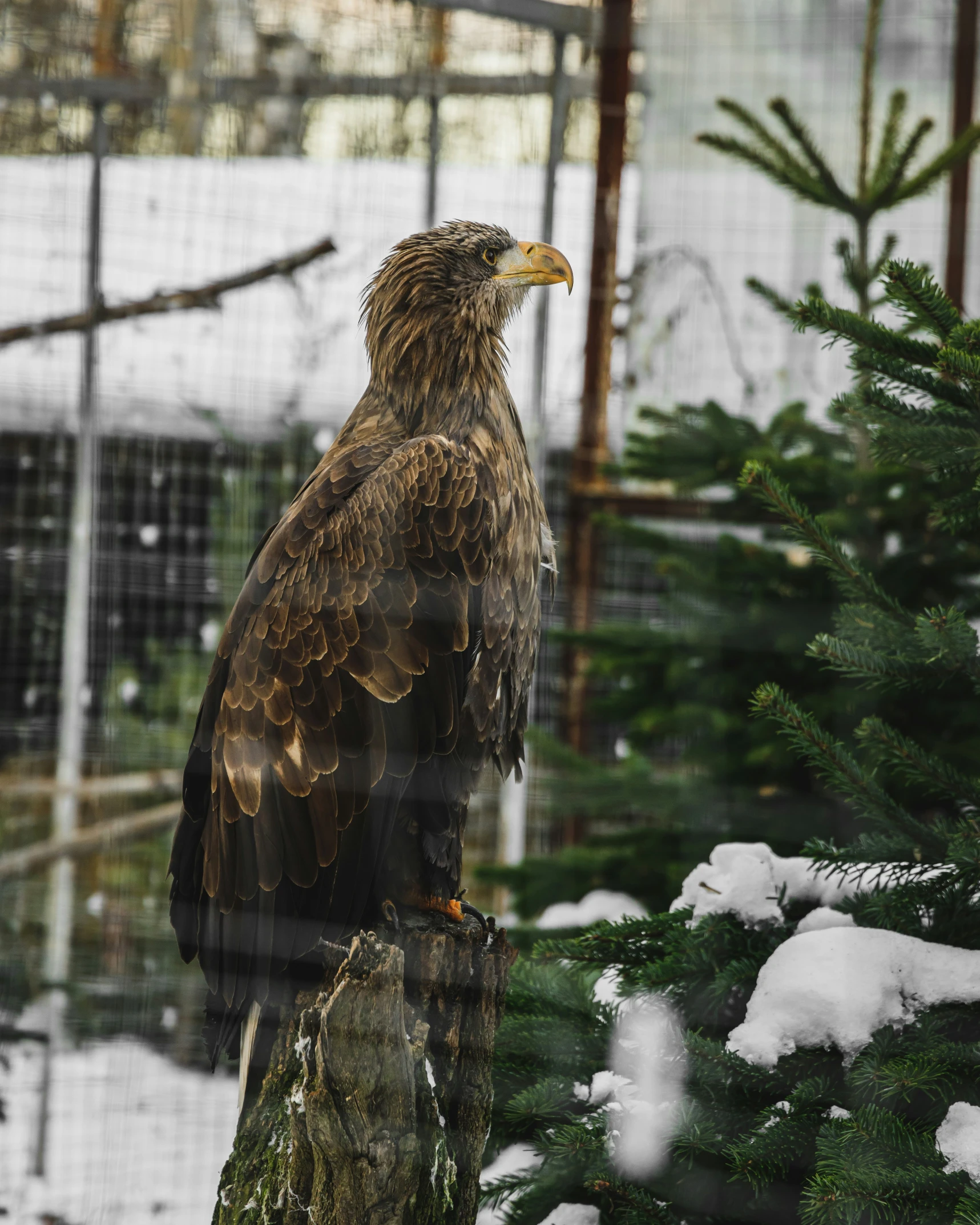 an eagle sitting on a tree nch with snow in the background