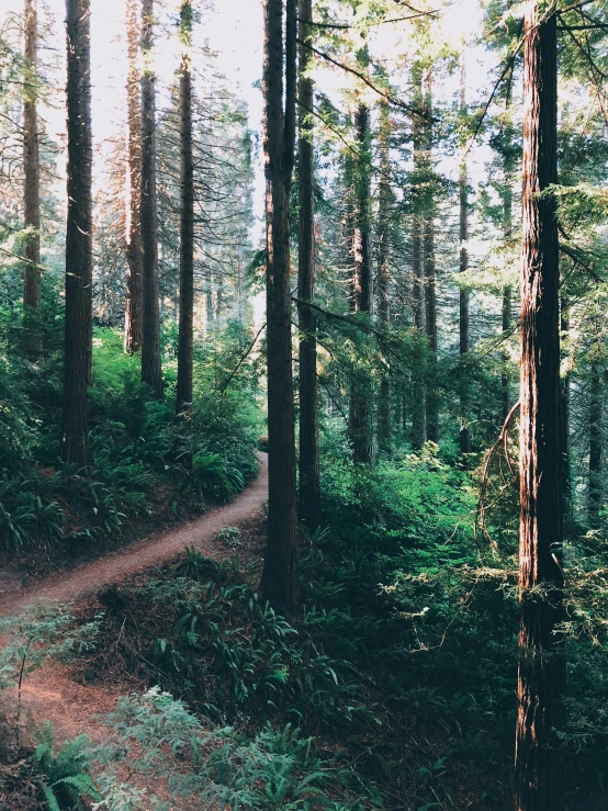 the trail is surrounded by tall, green trees