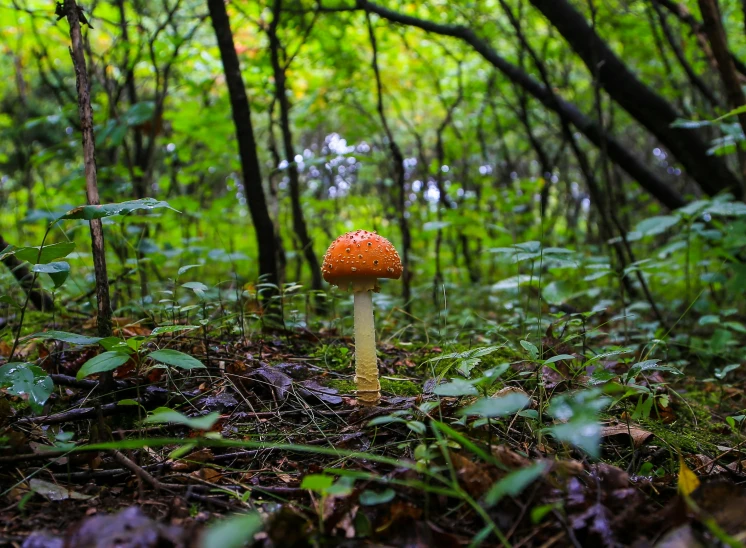 a little yellow mushroom with green foliage on a trail