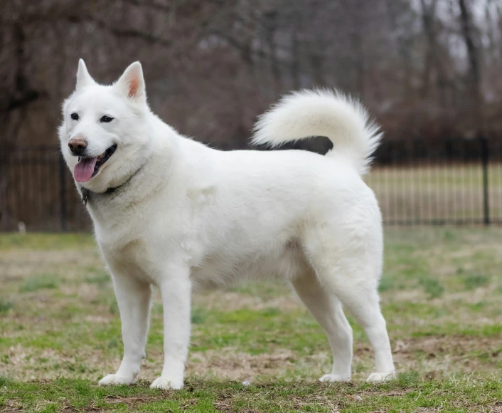 white dog standing in yard looking at camera