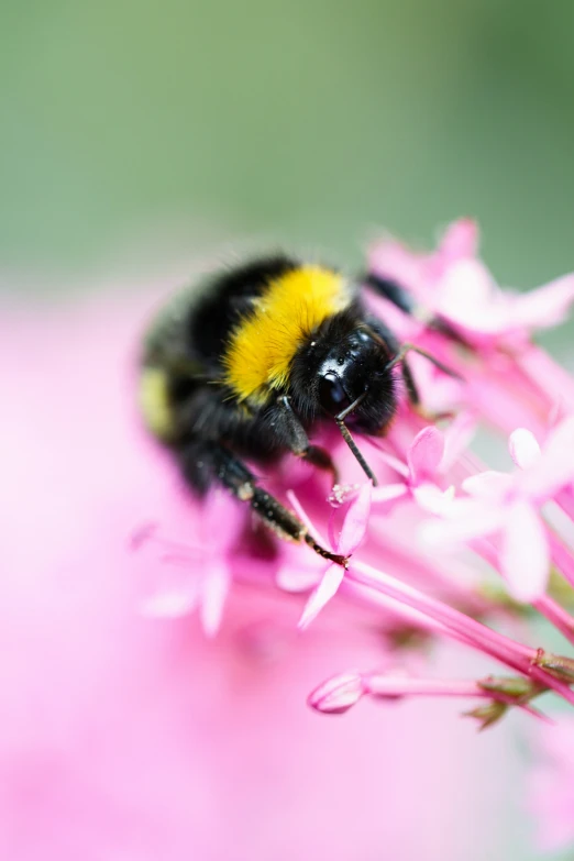 the bum is sitting on a pink flower