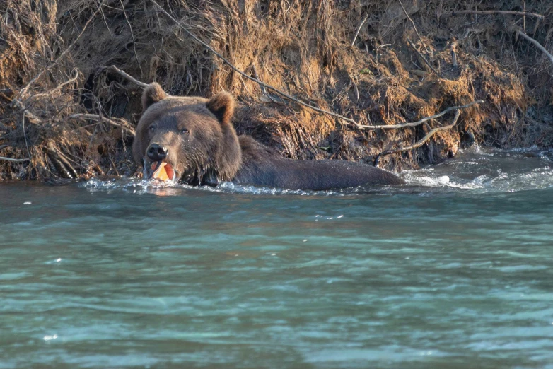 a brown bear is in the water with his head in the air