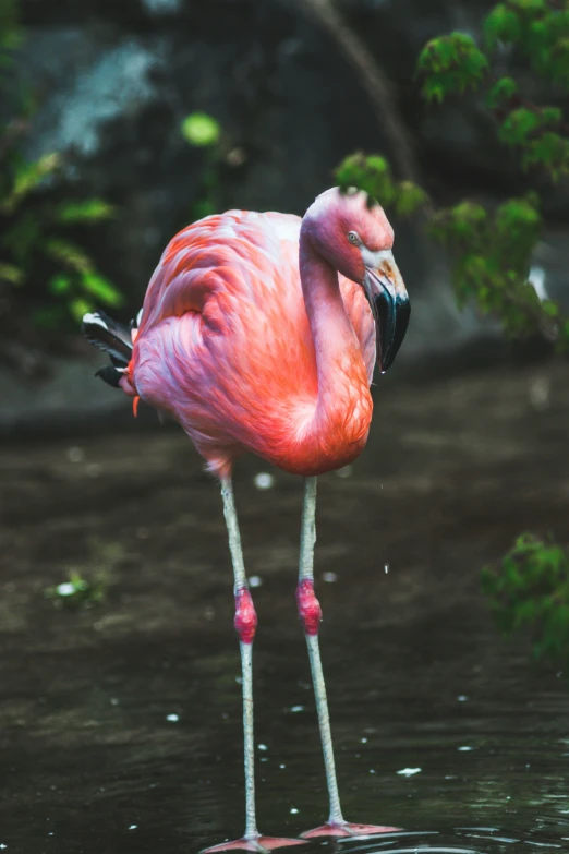 a flamingo standing on his hind legs in water