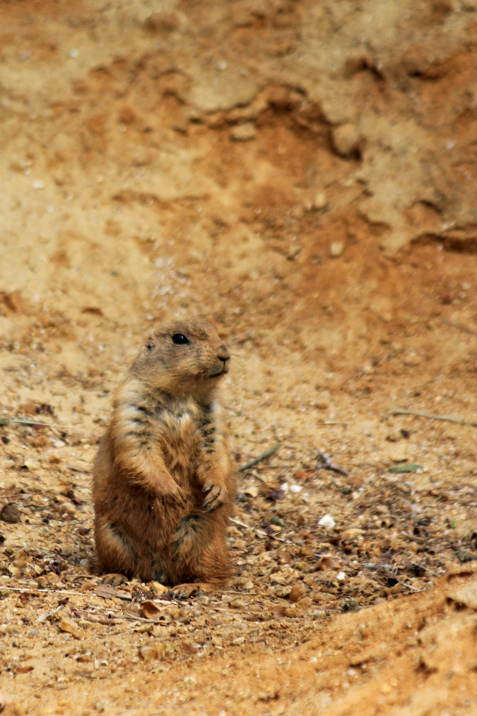 small animal sitting in the middle of the dirt