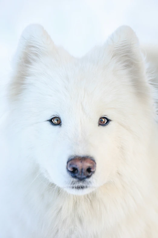 a white dog with large brown eyes