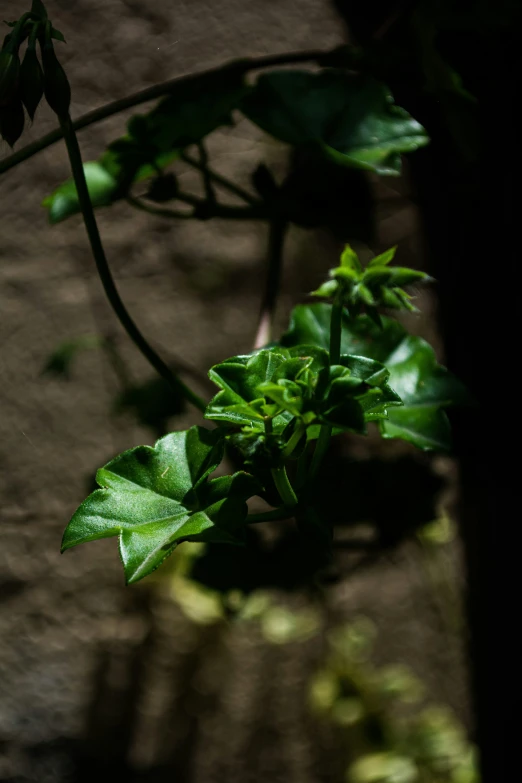 the plant is growing out of the soil