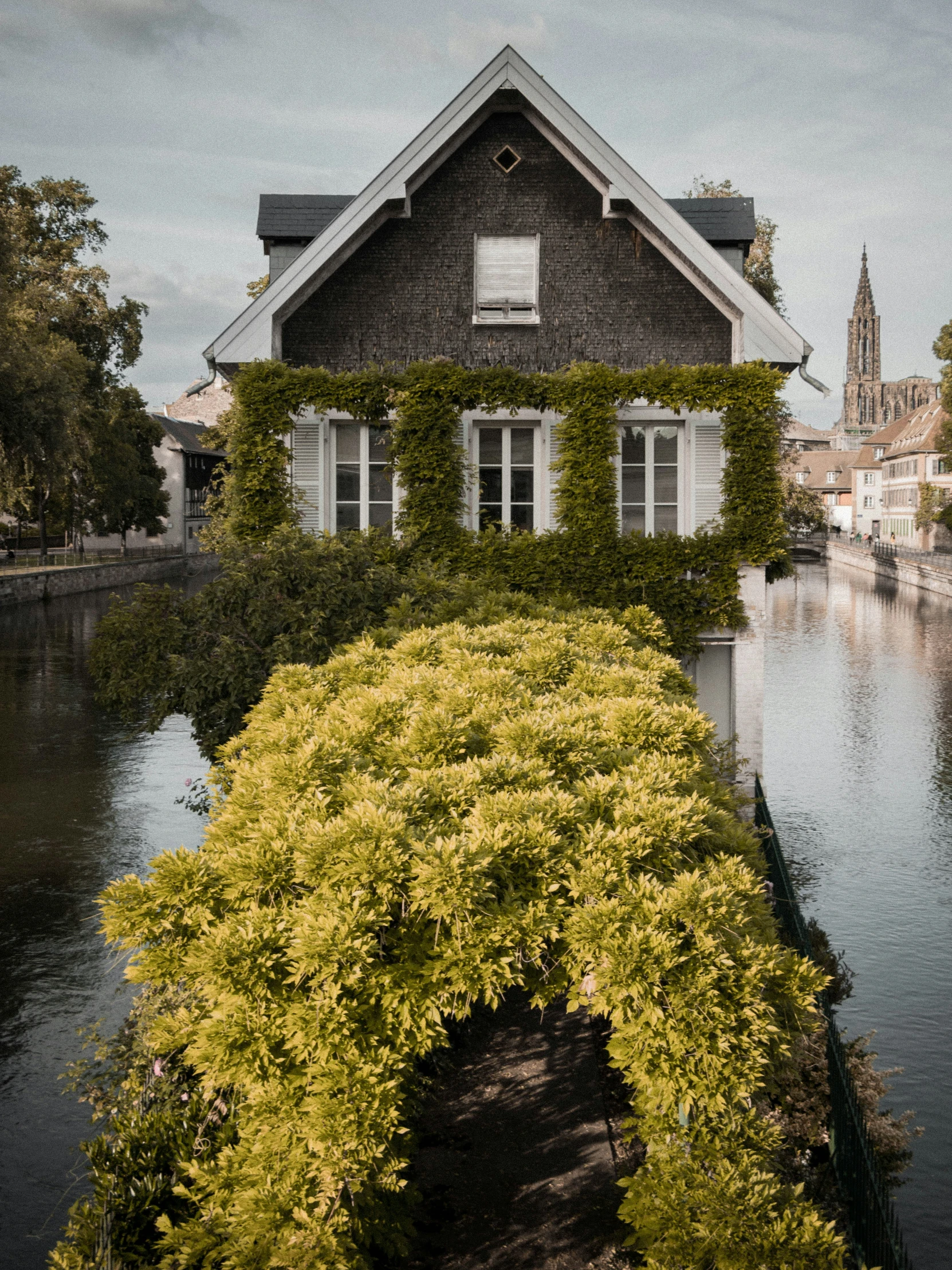 some pretty bushes near a water way with buildings in the background