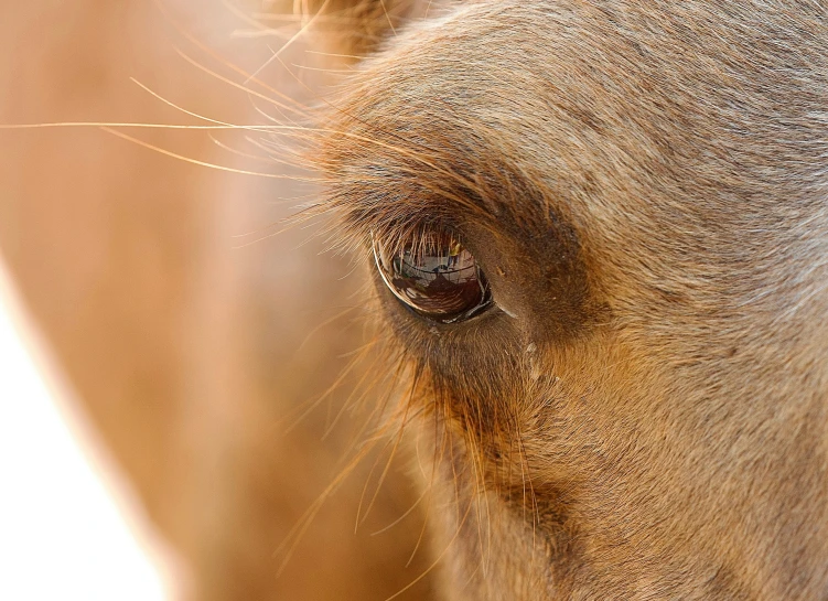 a close - up image of the nose of a brown horse