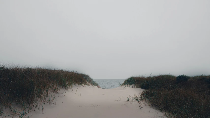 a pathway leading through brush to the ocean