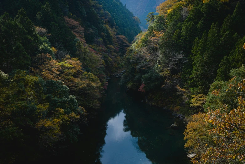 river in the middle of a dense forest