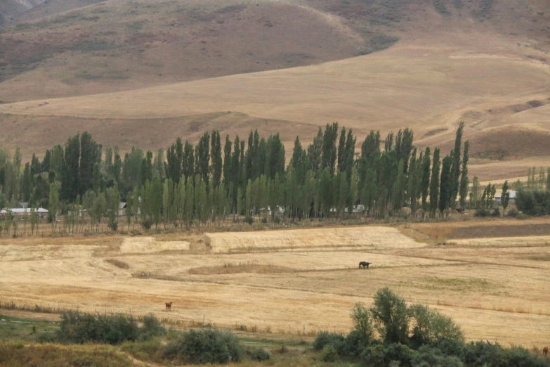 trees line the mountains near a pasture