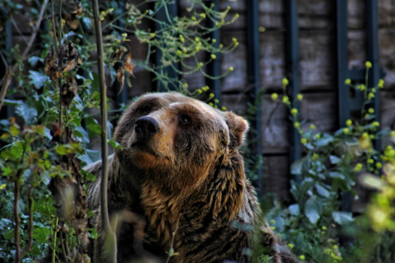 the bear looks up outside in a lush area