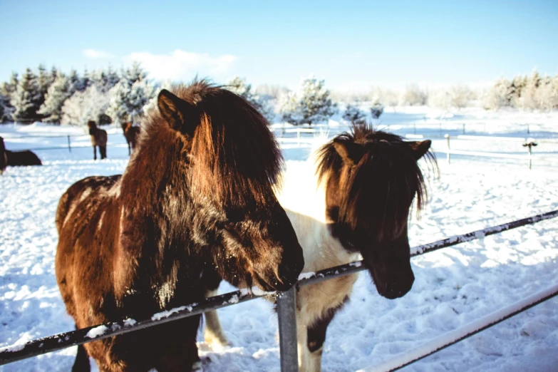 two small horses looking out from their fence