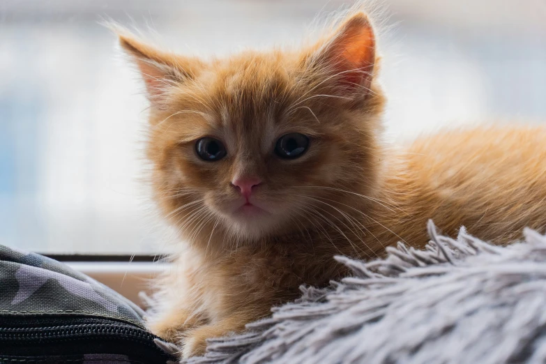 the small kitten is sitting in the window