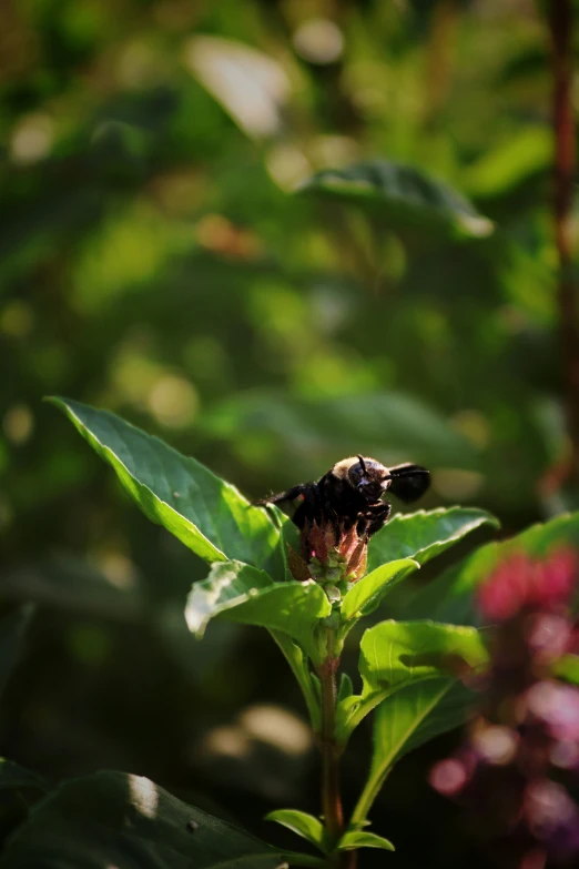 a bee on a green leaf in the sunlight