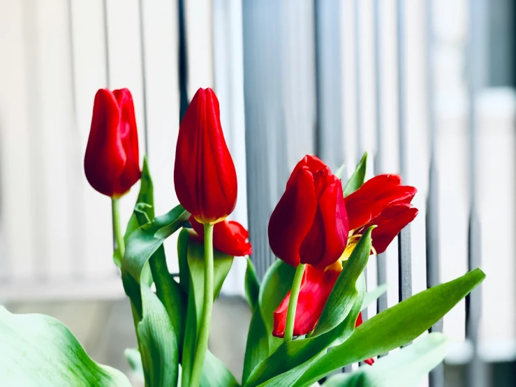 several red tulips in a vase on a table