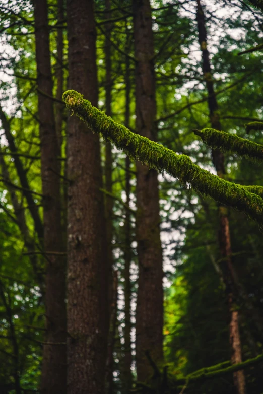 the trees with lots of green leaves in the woods