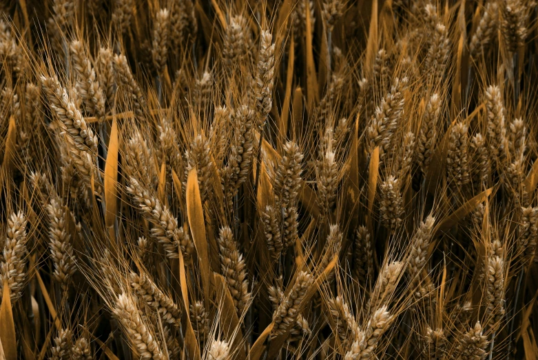 a close up of a field full of wheat