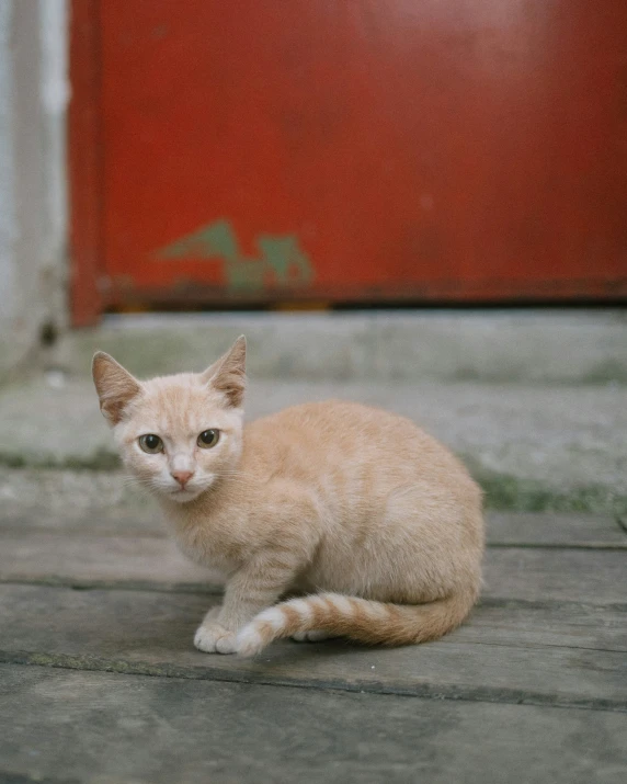 a small yellow kitten laying down on the ground