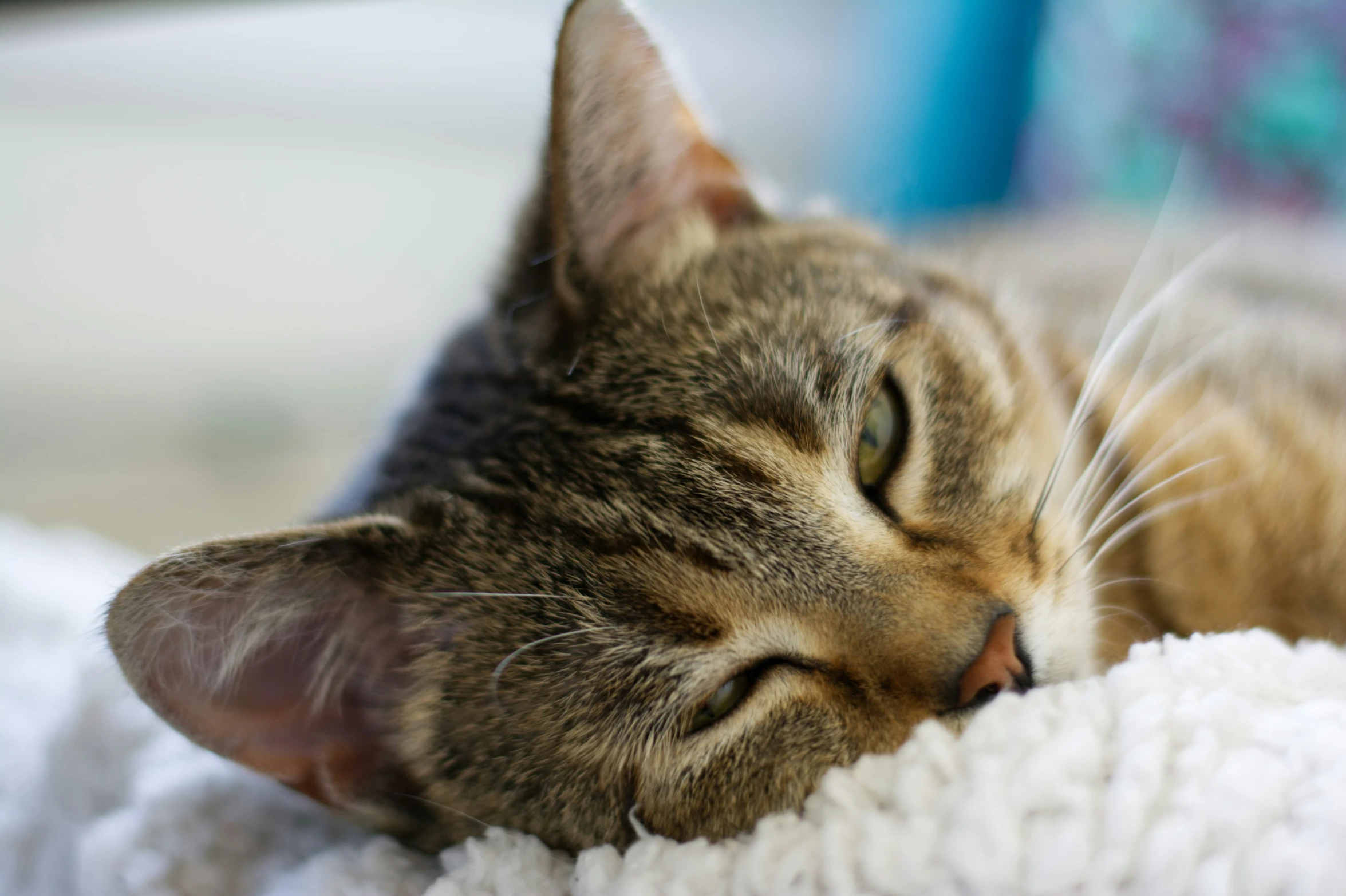 cat laying down sleeping next to someone