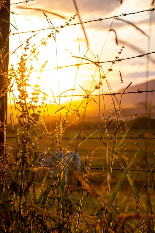 the sun is setting behind a barbed wire fence