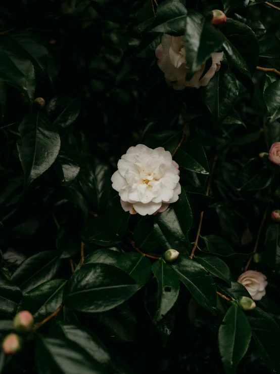 a white flower sitting on top of a tree next to green leaves