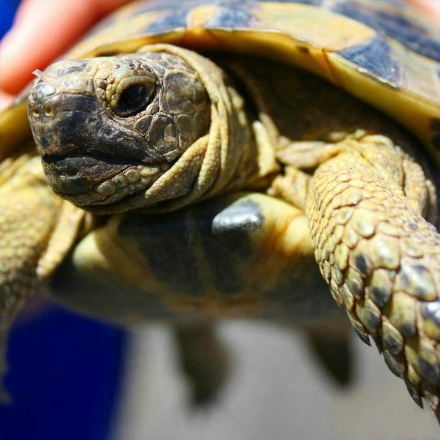 the baby turtle is being held in a persons hand