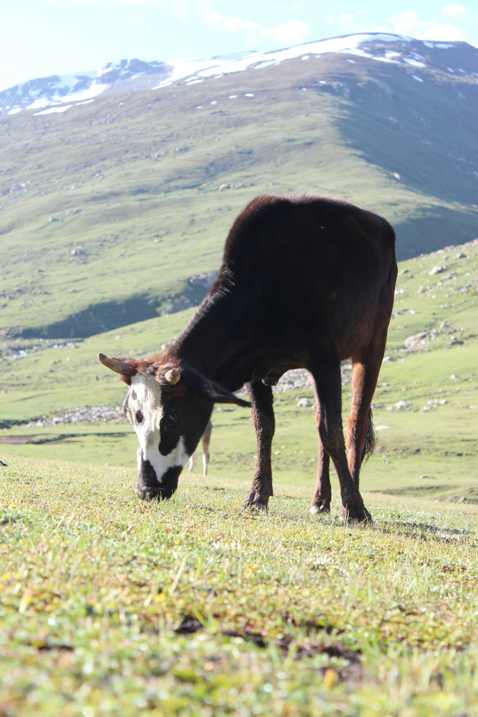 a very cute cow grazing in a field