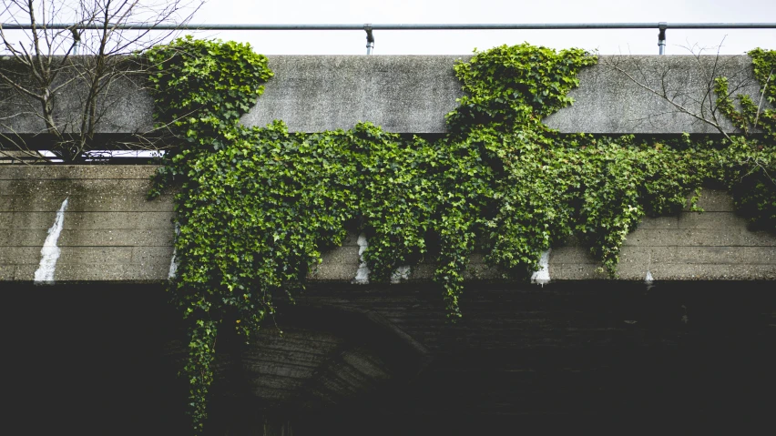 some ivy growing on a concrete wall and metal frame