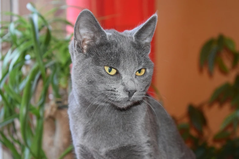 a grey cat with yellow eyes stands next to a plant