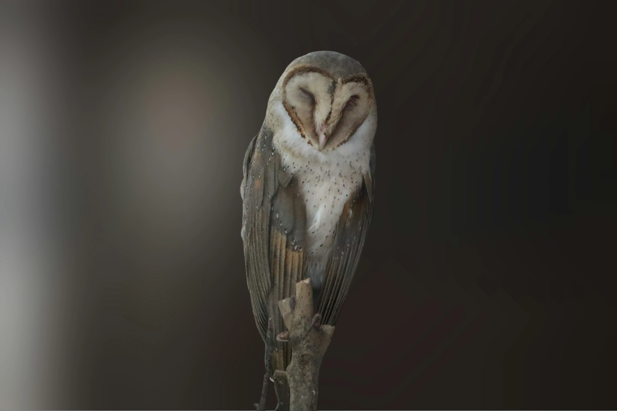 a brown and white owl standing on top of a black table