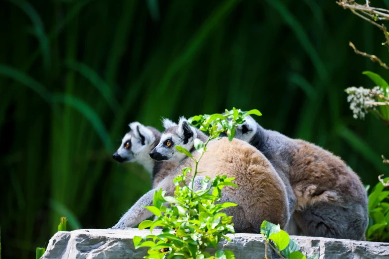 two ring tailed lemurcs stand with their backs to one another