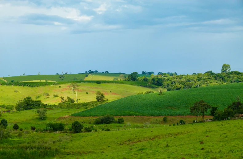 some green hills and trees with bushes on them