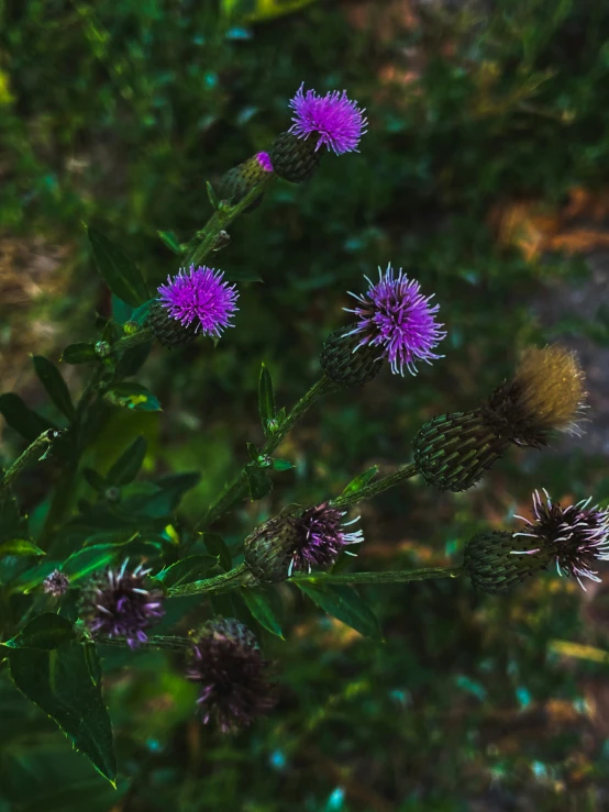 a close up of a small purple flower