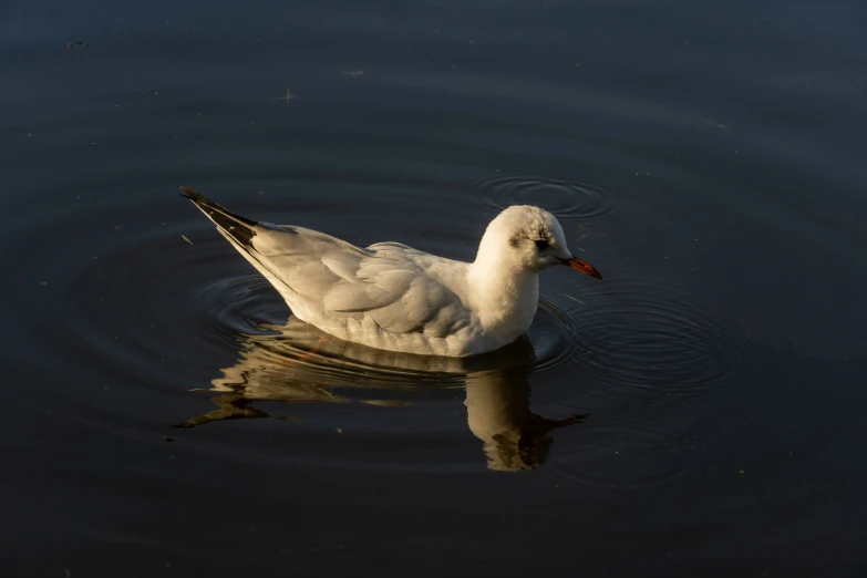 a goose in the water with it's beak open