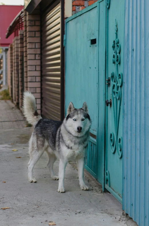 a husky standing in front of a door