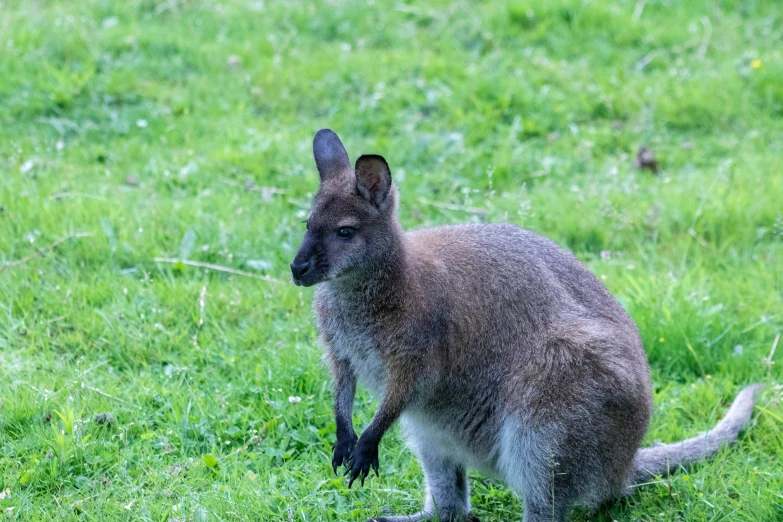 a grey kangaroo standing on grass near another animal