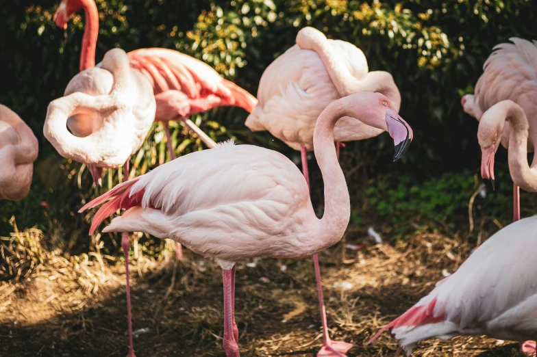 the pink flamingos are standing around in their natural habitat