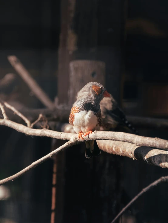 two birds are perched on a nch in a tree