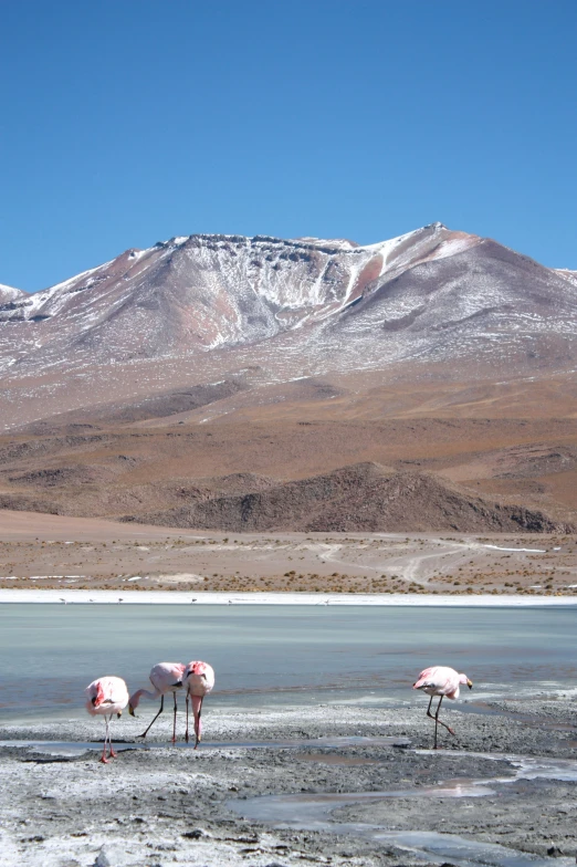 a group of flamingos walking along a frozen lake