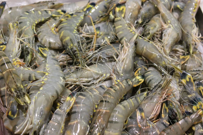 a pile of large shrimp gathered together