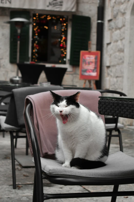 a black and white cat is sitting on a chair