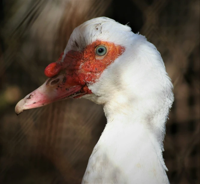 the red and white head of a goose