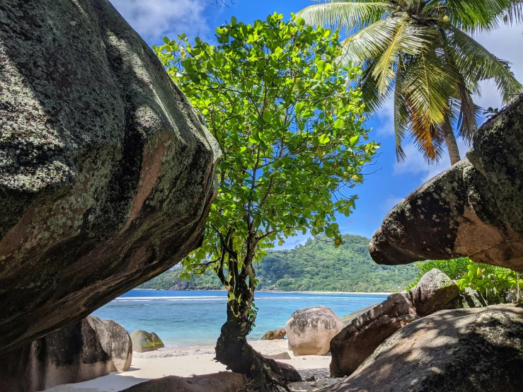 there are many large rocks on the beach with trees