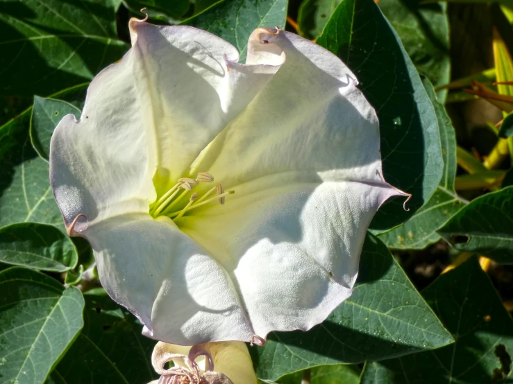 a large white flower is next to a large leaf