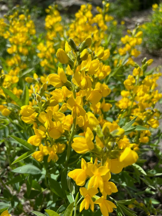 many yellow flowers growing by a dirt road