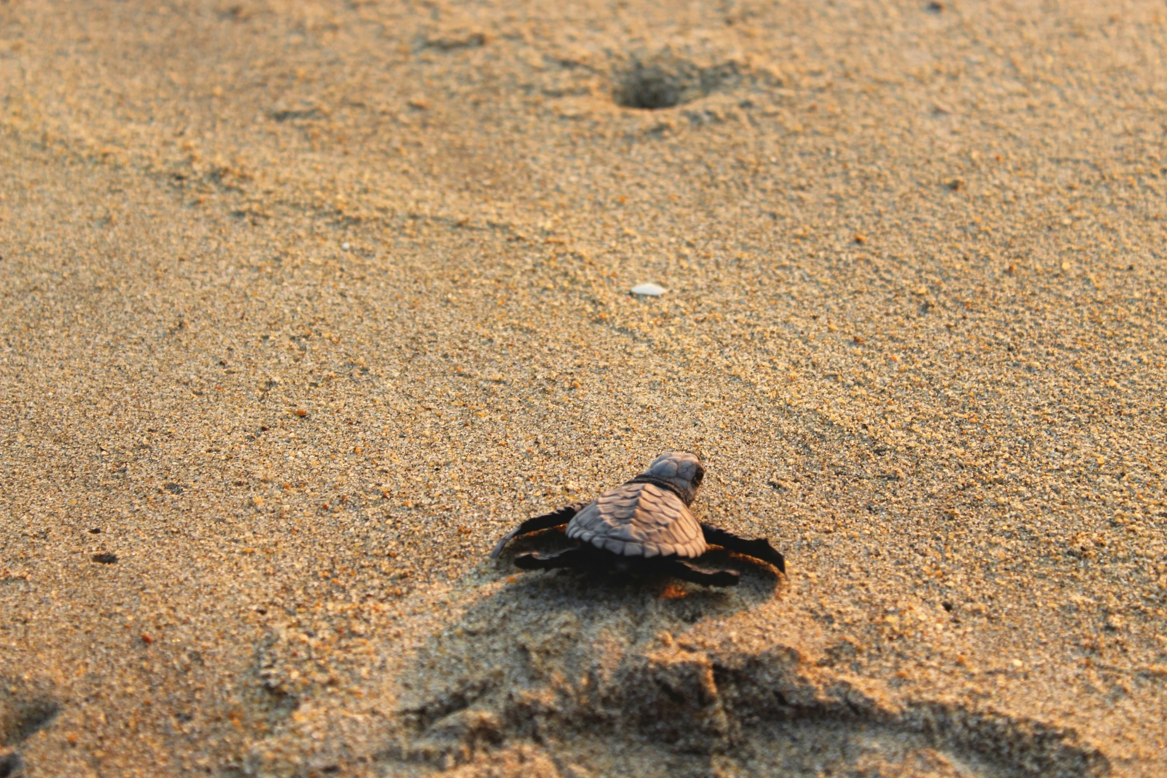 a tiny turtle sitting on top of a sandy beach