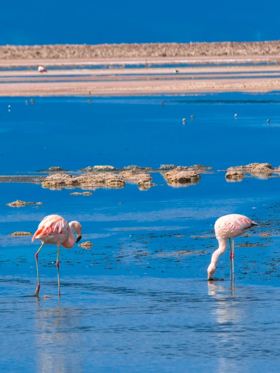 two pink birds in shallow water and one has a fish in it's mouth